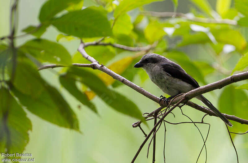 Mackinnon's Shrikejuvenile, identification