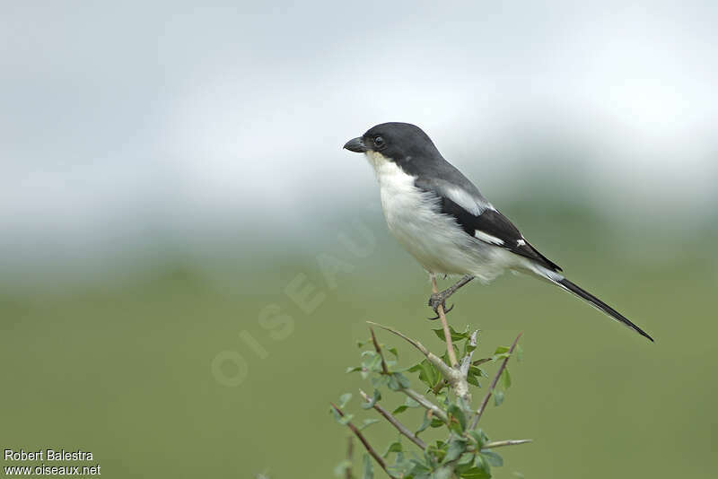 Somali Fiscalimmature, identification