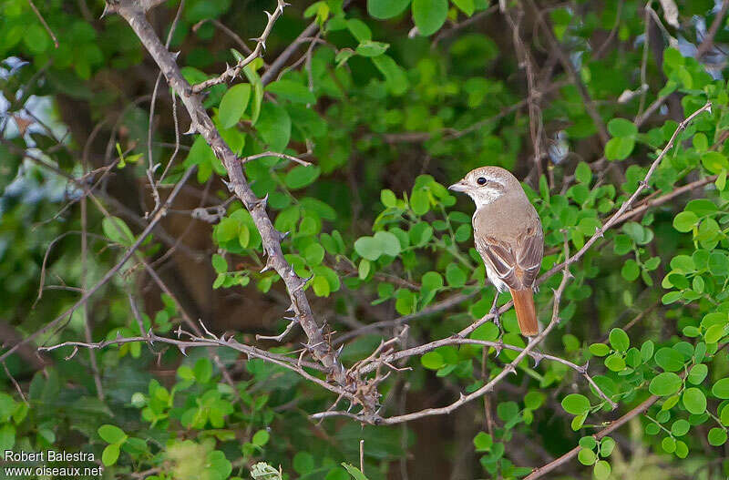 Red-tailed Shrike, habitat, pigmentation, Behaviour