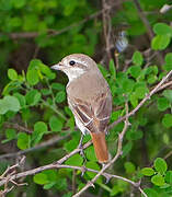 Red-tailed Shrike