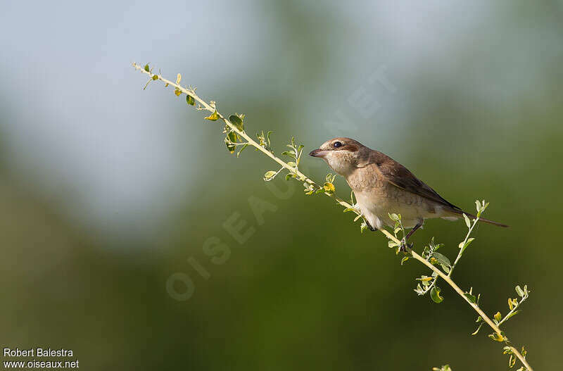 Red-tailed Shrike, identification