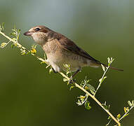 Red-tailed Shrike