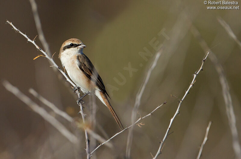 Red-tailed Shrike