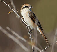 Red-tailed Shrike