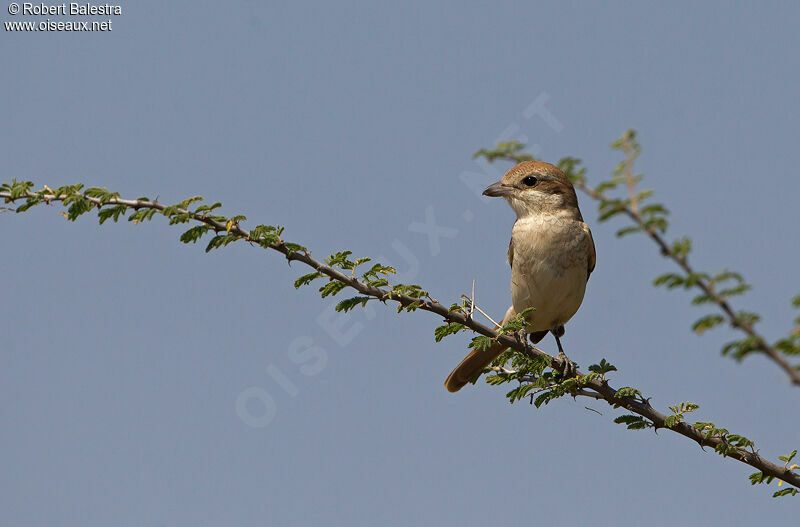 Red-tailed Shrike