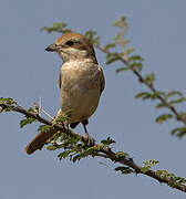 Red-tailed Shrike