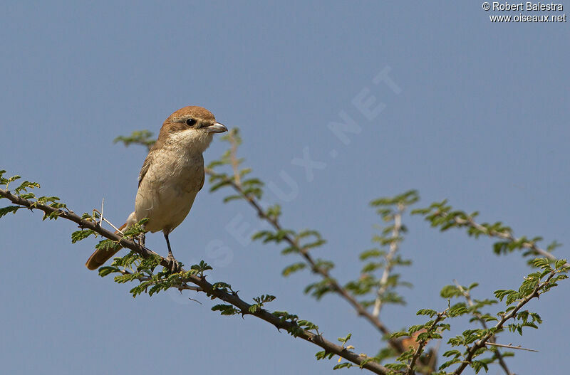 Red-tailed Shrike