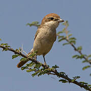 Red-tailed Shrike