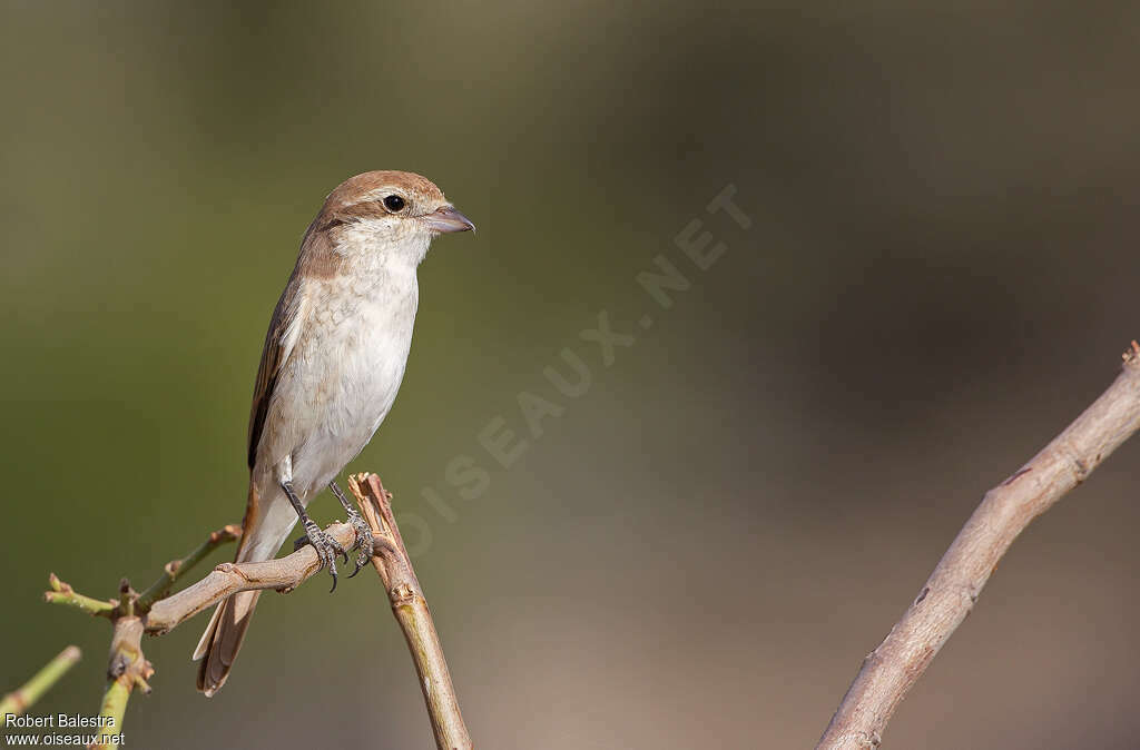 Red-tailed Shrike female, pigmentation