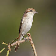 Red-tailed Shrike