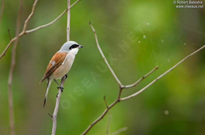 Red-backed Shrike