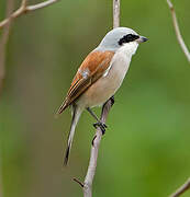 Red-backed Shrike