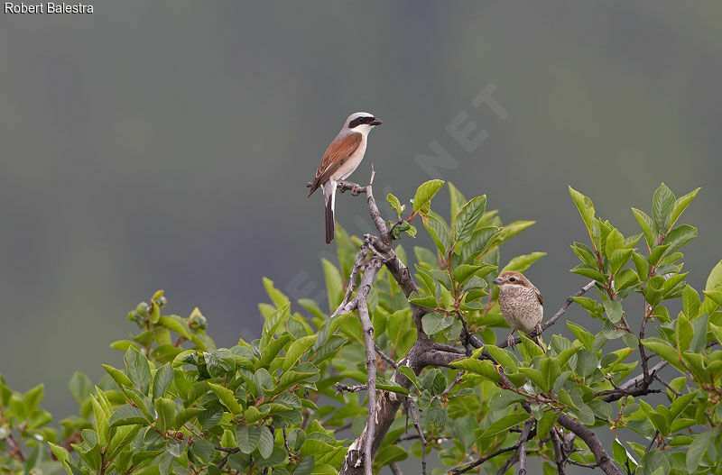 Red-backed Shrike 