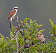 Red-backed Shrike