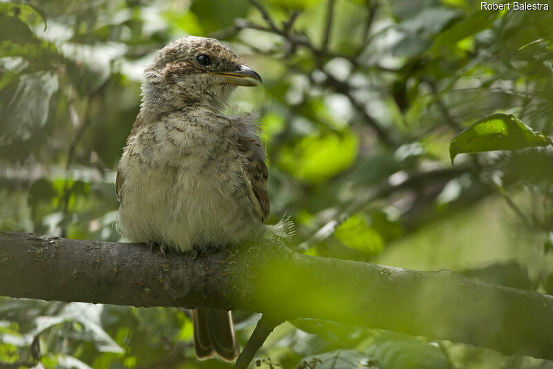 Red-backed Shrikejuvenile