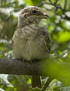 Red-backed Shrike