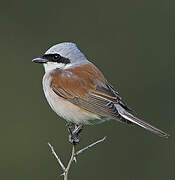 Red-backed Shrike