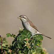 Red-backed Shrike