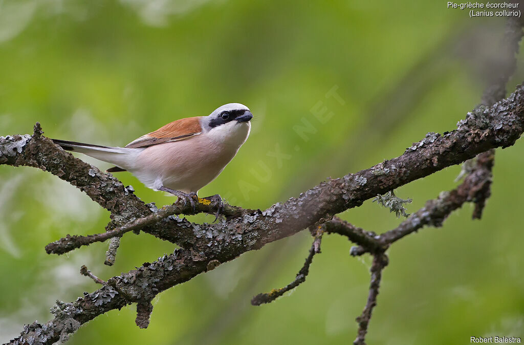 Red-backed Shrike male