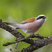 Red-backed Shrike