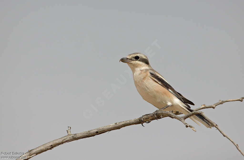 Great Grey ShrikeSecond year, identification