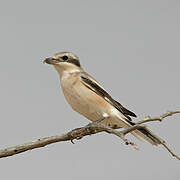 Great Grey Shrike