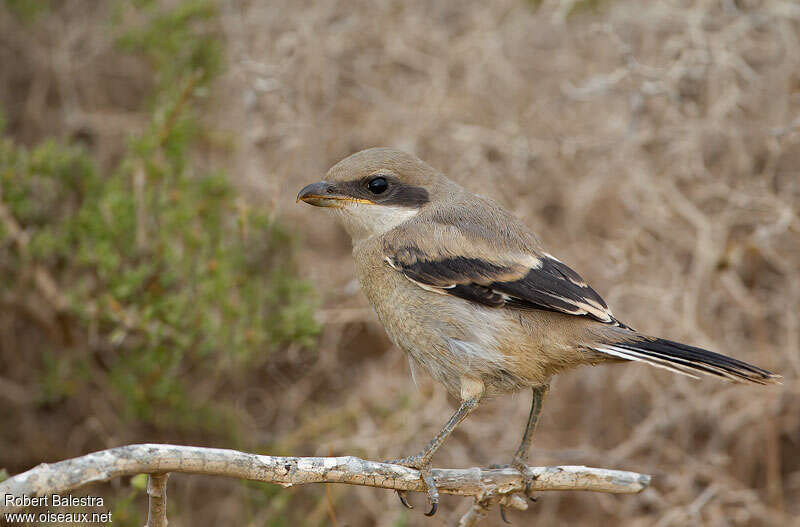 Great Grey Shrikejuvenile, identification