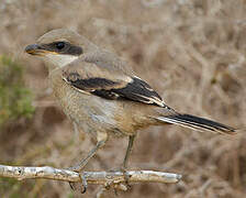 Great Grey Shrike