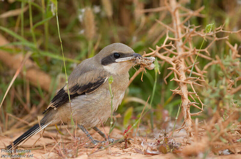 Great Grey Shrikejuvenile, pigmentation, feeding habits