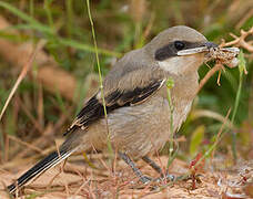 Great Grey Shrike