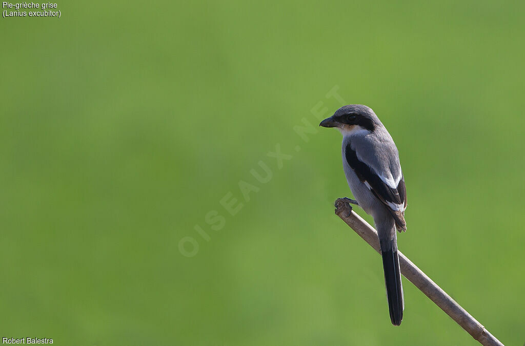 Great Grey Shrike