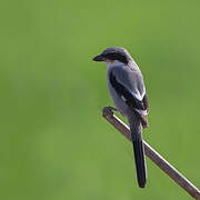 Great Grey Shrike