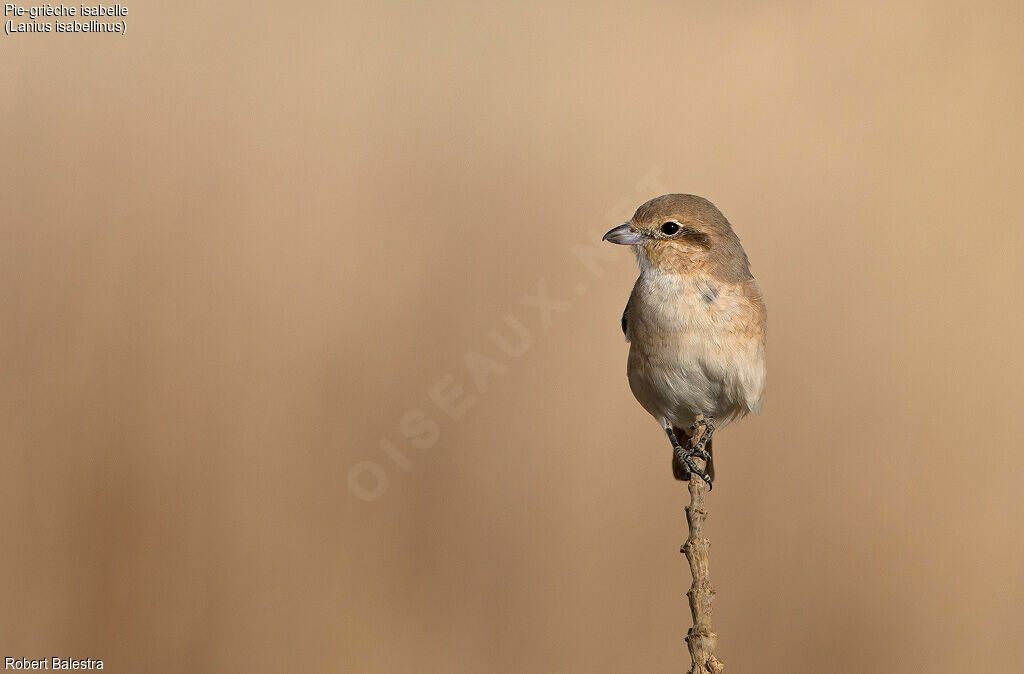 Isabelline Shrike