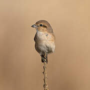 Isabelline Shrike