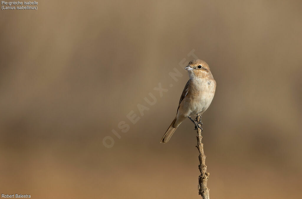 Isabelline Shrike