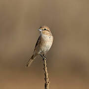 Isabelline Shrike