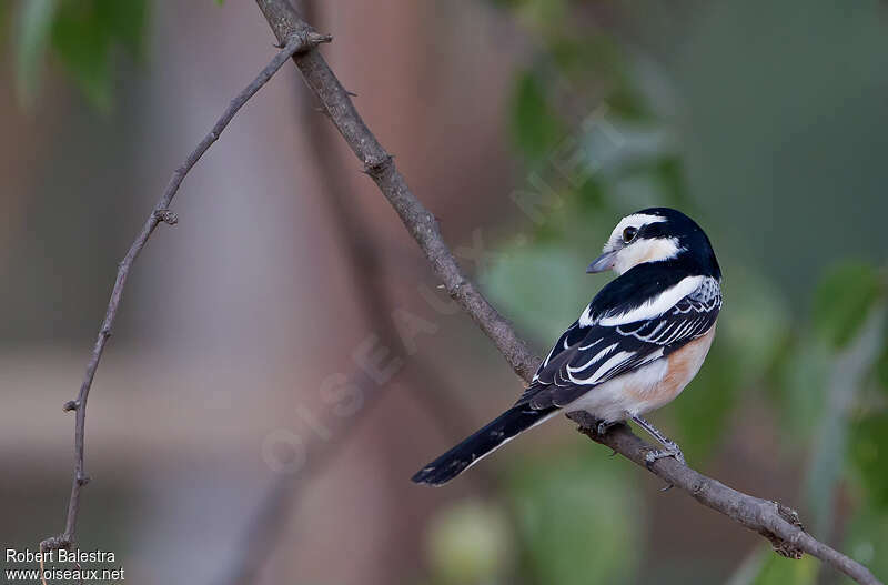 Masked Shrike