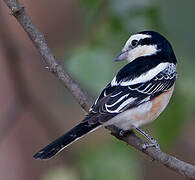 Masked Shrike