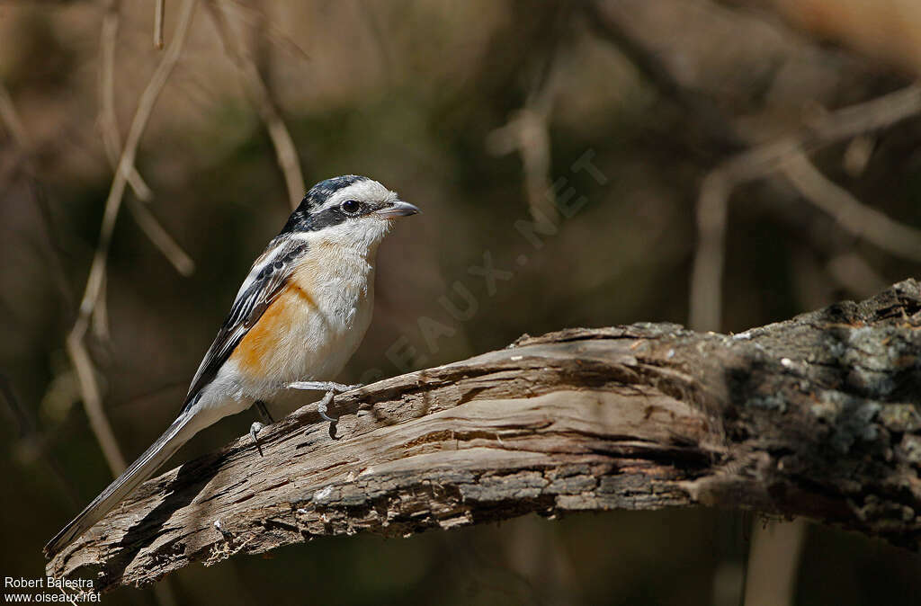 Masked Shrike, identification