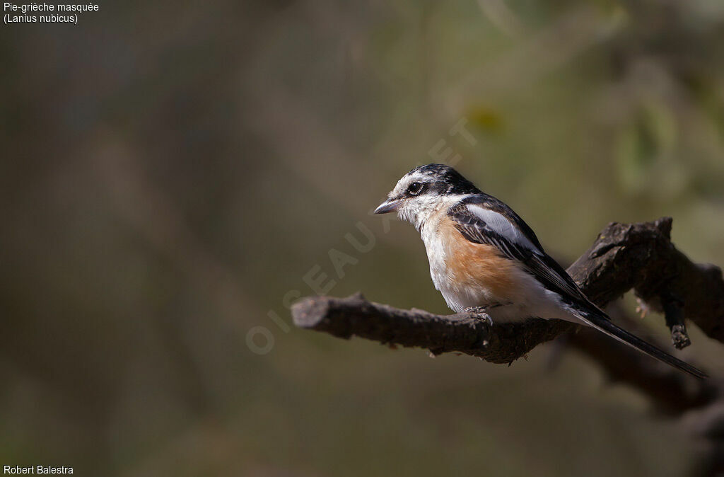 Masked Shrike