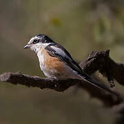 Masked Shrike