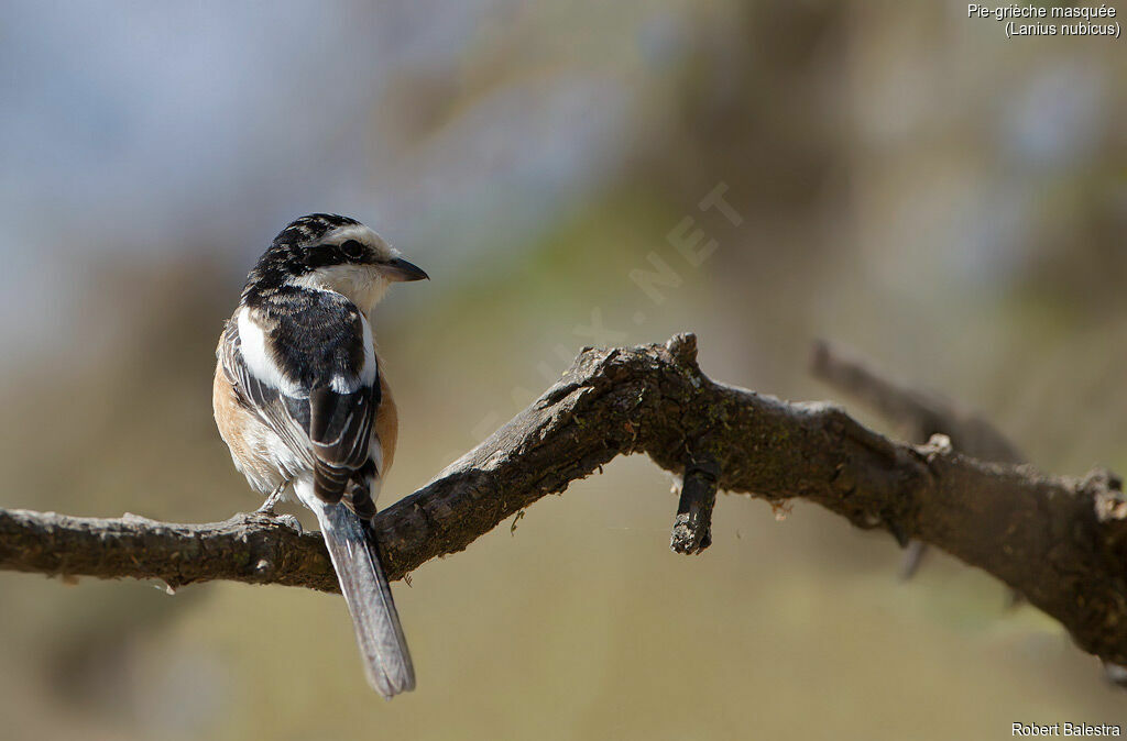 Masked Shrike