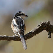 Masked Shrike