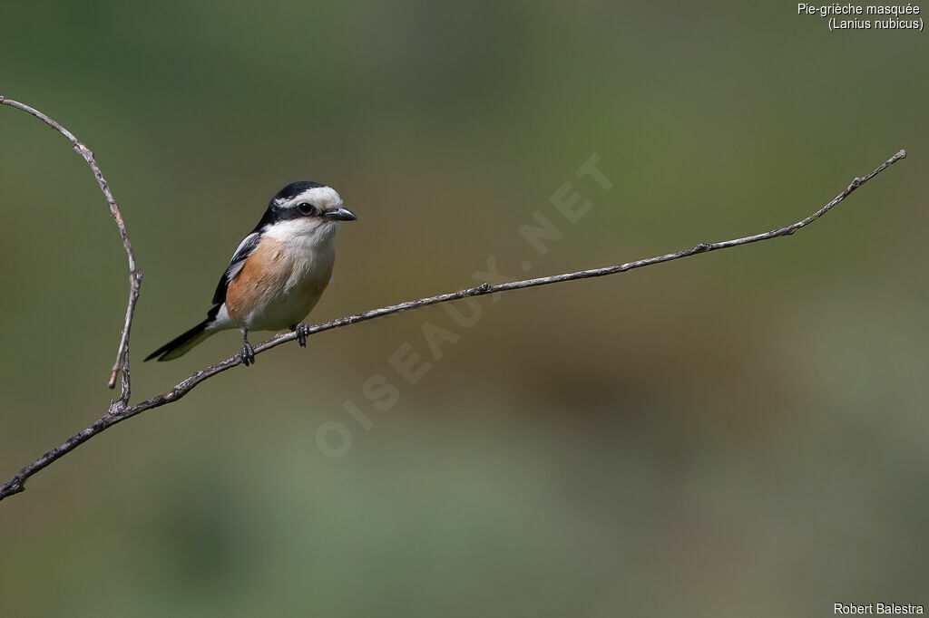 Masked Shrike