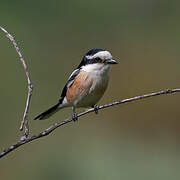 Masked Shrike