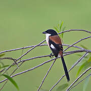 Long-tailed Shrike