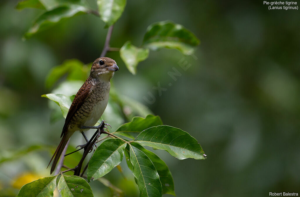 Tiger Shrike