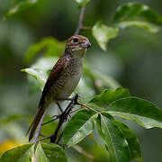 Tiger Shrike