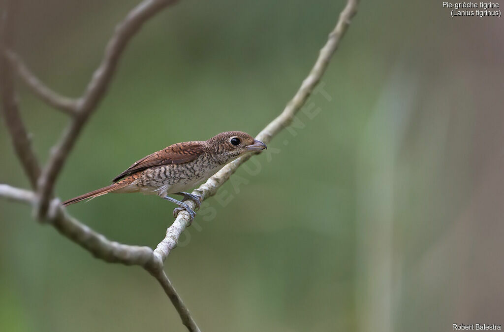 Tiger Shrike