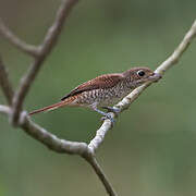 Tiger Shrike